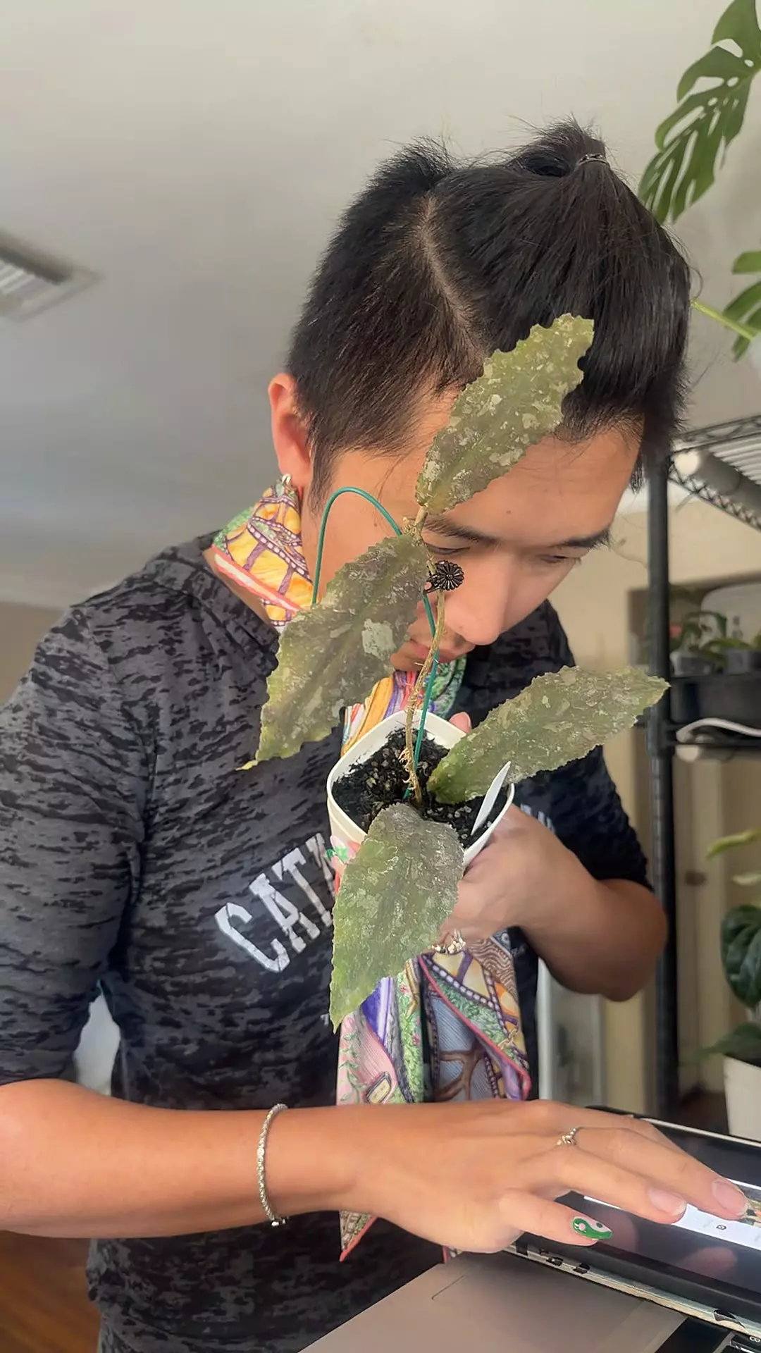 plant/Hoya undulata splash-0