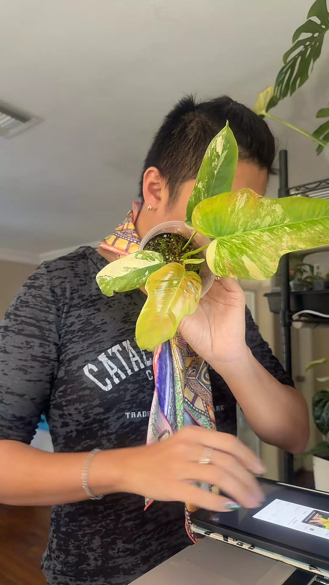 plant/Florida beauty x patriciae variegated-0