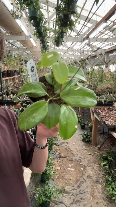 plant/H202 quienquenervia-0-thumbnail