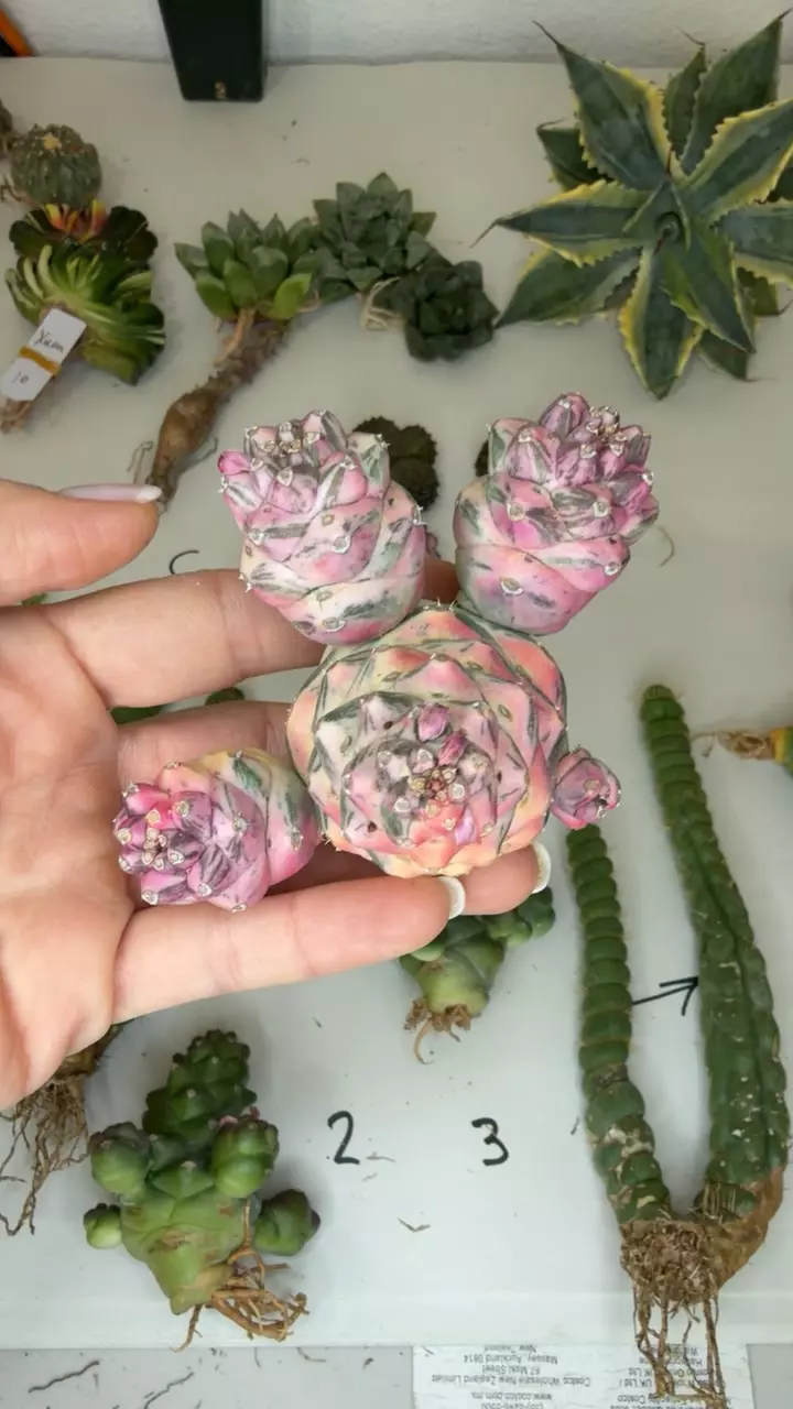 plant/richii var single GC mini-0