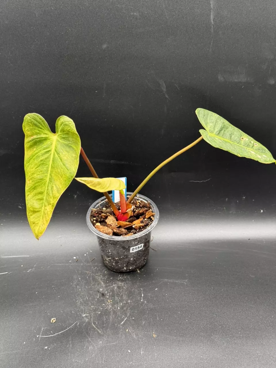 plant/S154 Philodendron ‘El Choco’ x billietiae-0