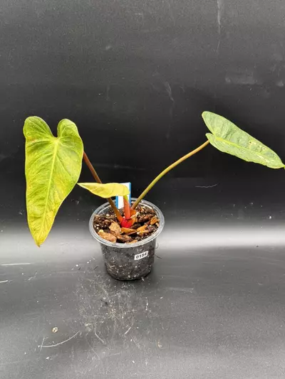 plant/S154 Philodendron ‘El Choco’ x billietiae-0-thumbnail