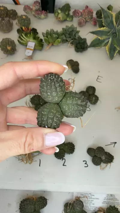plant/e gymno 3 heads cluster-0-thumbnail