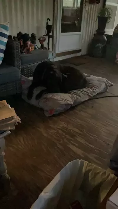 plant/pick your team,stack um up-0-thumbnail