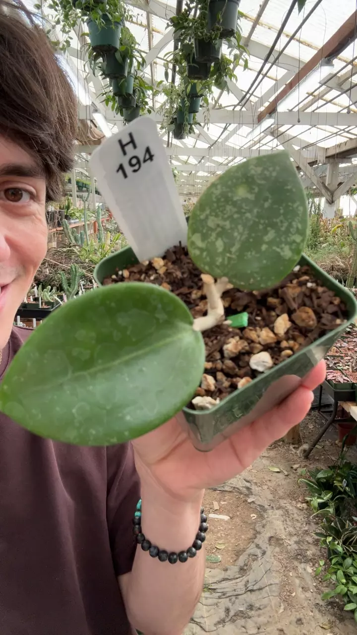 plant/H194 parasitica-0