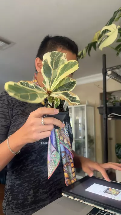 plant/var fiddle leaf fig. fragile shipper-0-thumbnail