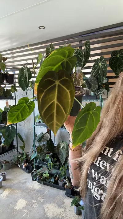 plant/mikes noid-0-thumbnail