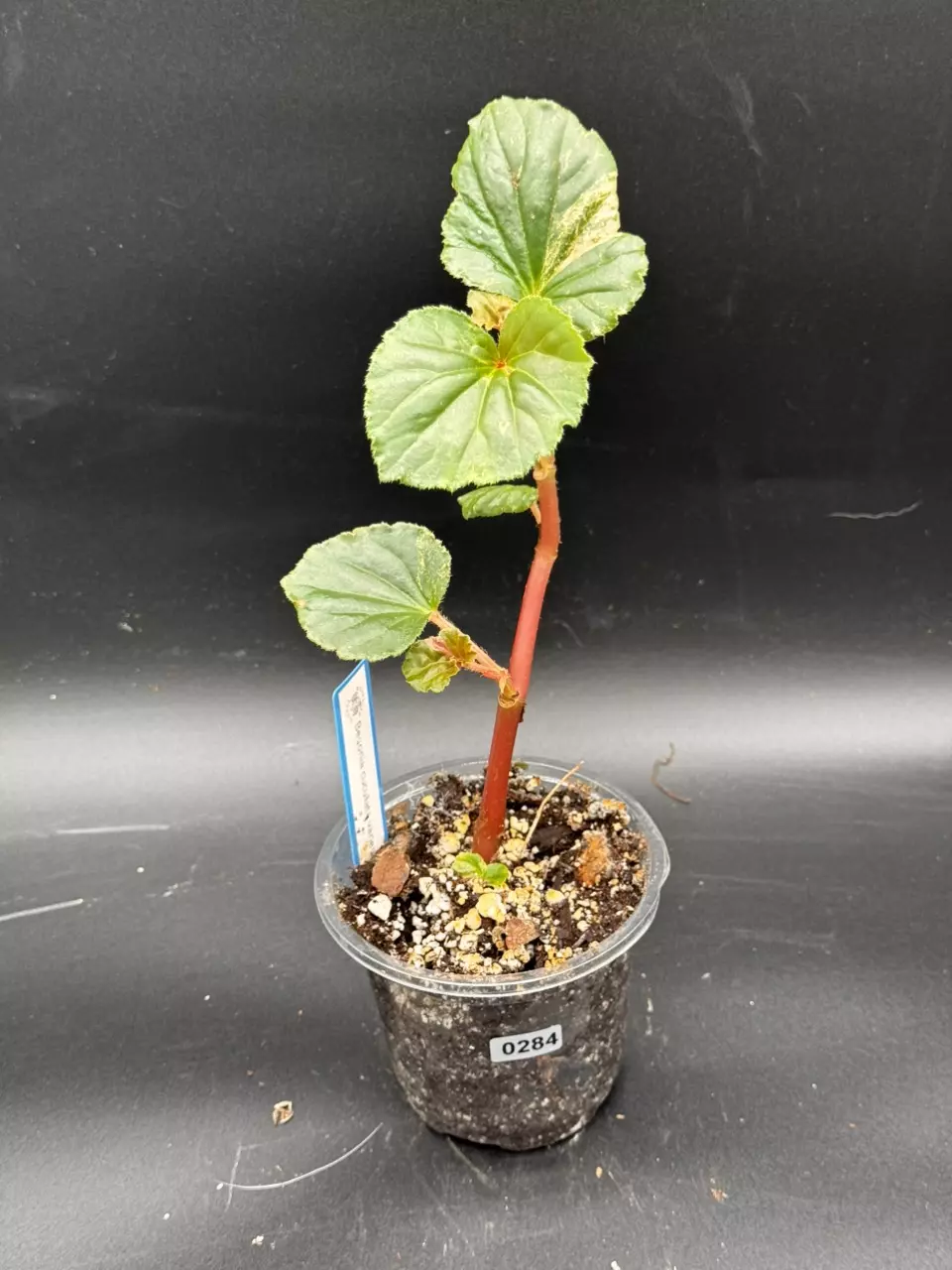 plant/S284 Begonia cucullata varigated (lower color)-0