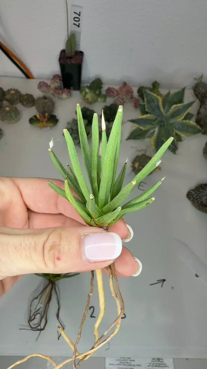 plant/agave albopilosa small-0