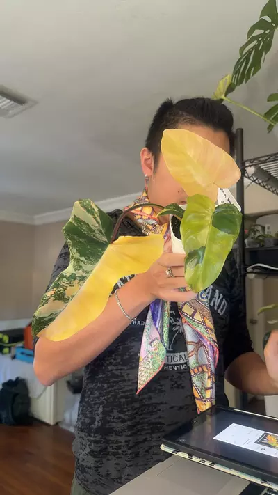 plant/8311 brown beauty-0-thumbnail