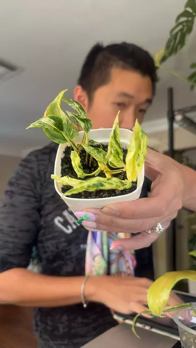 plant/teruno pathos love song full plant 8353-0-thumbnail