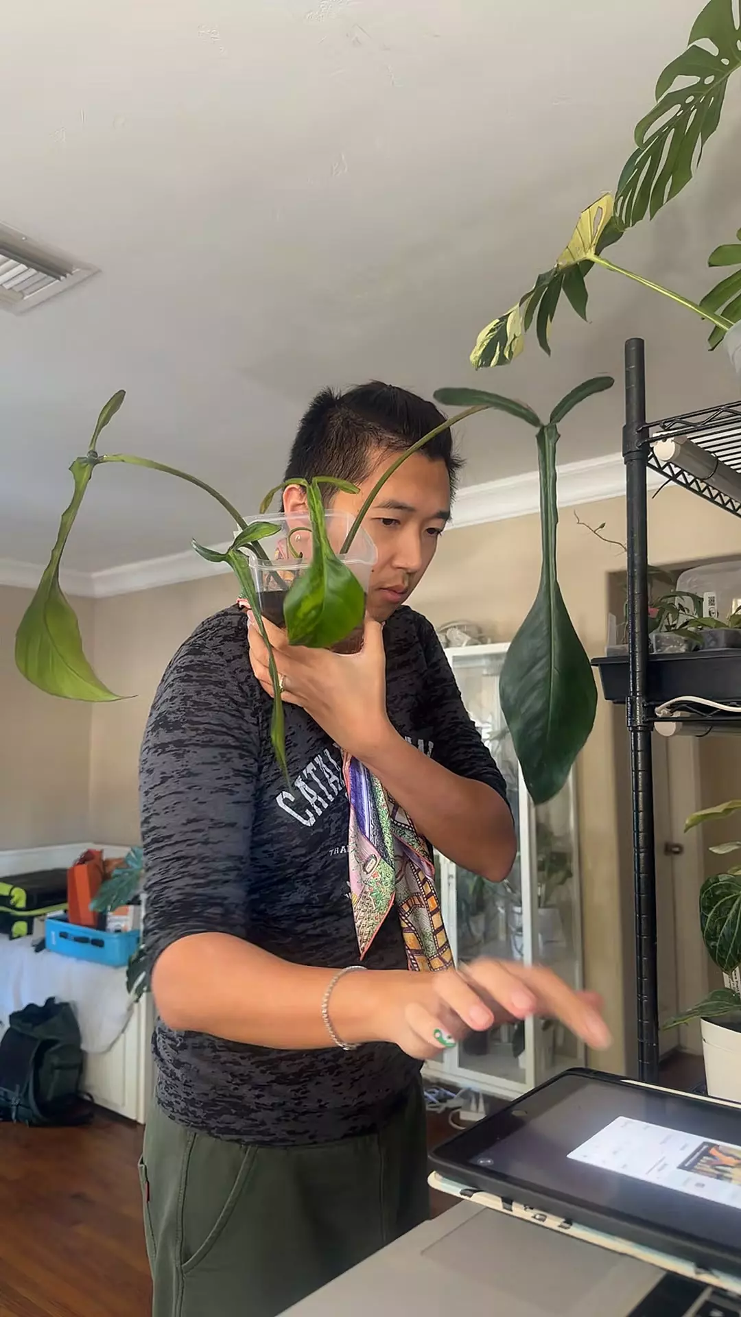 plant/large buttplug var joepii rooted top-0