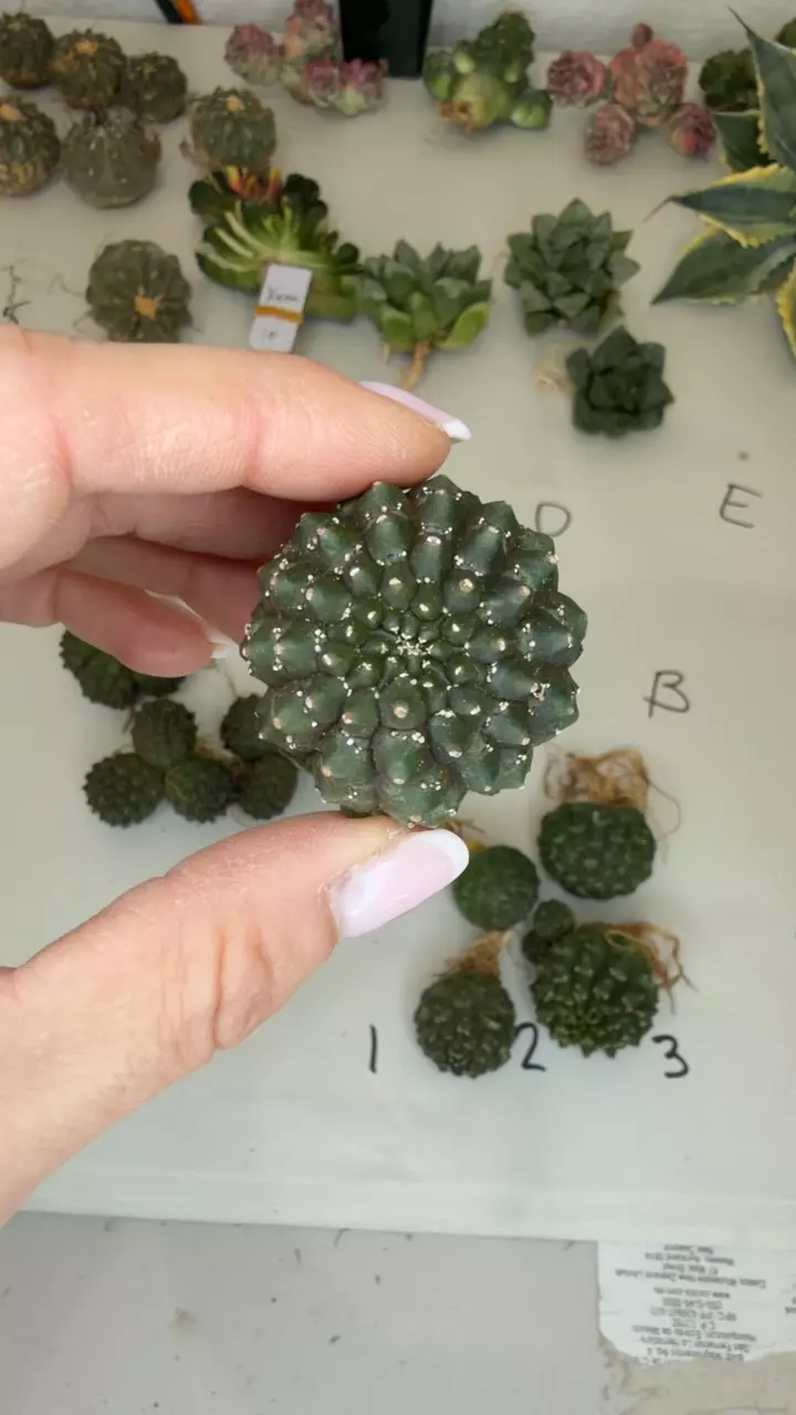 plant/euphorbia gymnocaliciodes single GC-0