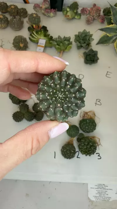 plant/euphorbia gymnocaliciodes single GC-0-thumbnail
