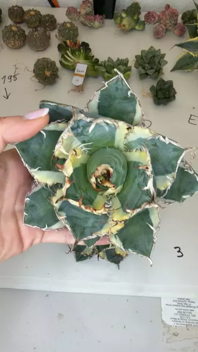 plant/agave titanota white whale large GC-0-thumbnail