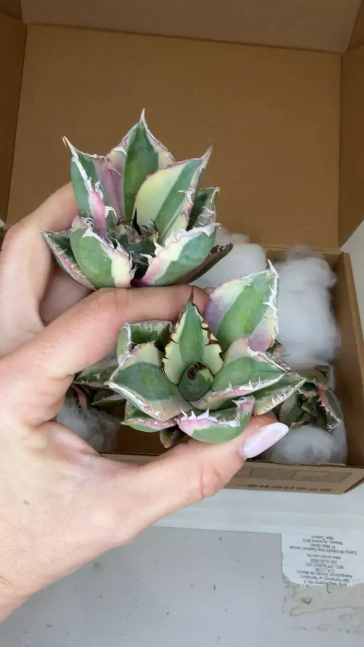 plant/agave titanota “buck teeth” GC-0