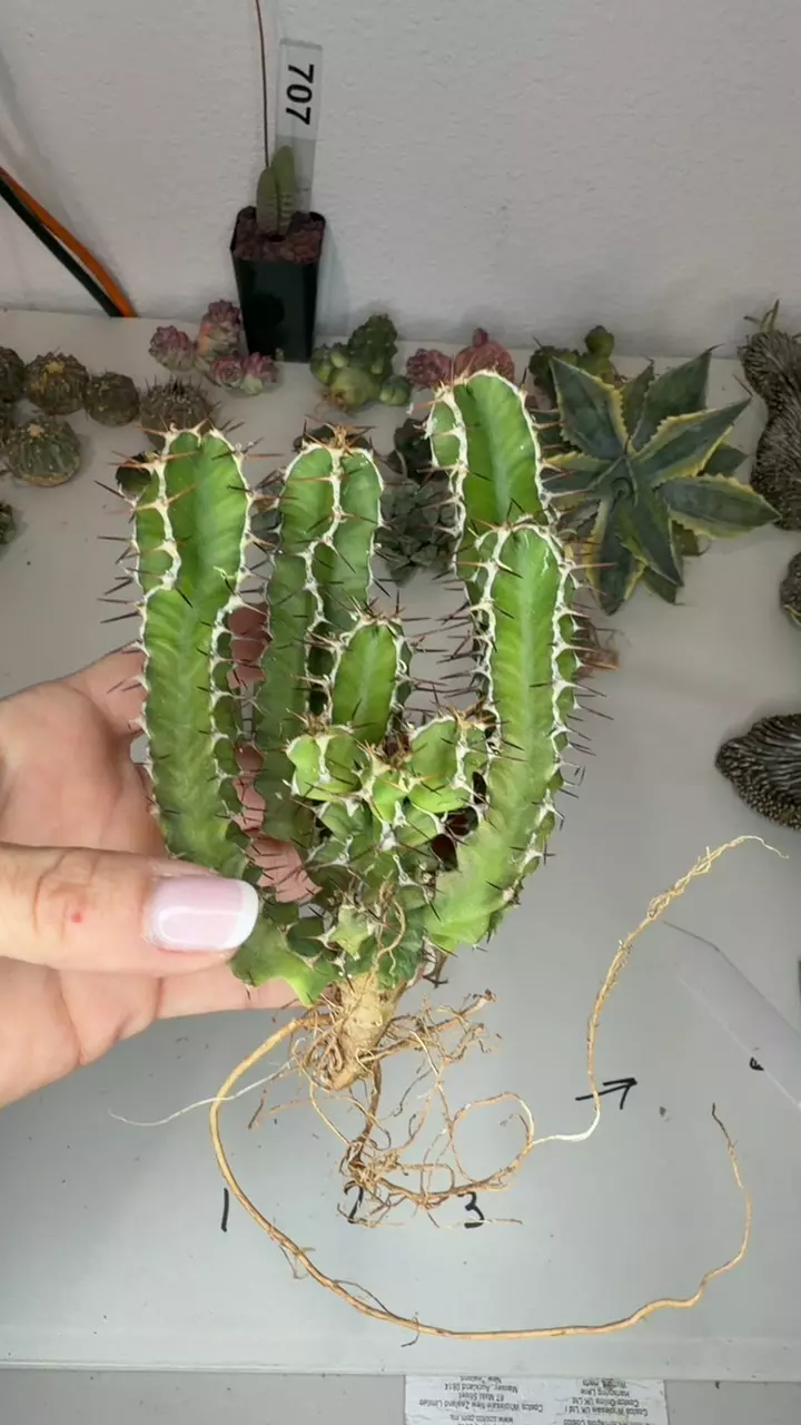 plant/euphorbia mlanjeana GC-0