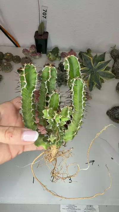 plant/euphorbia mlanjeana GC-0-thumbnail