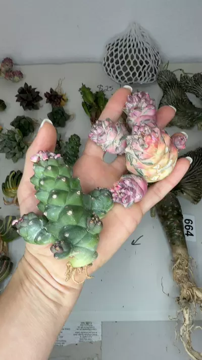 plant/Monadenium ritchii var and non var duo 2 plants GC-0-thumbnail