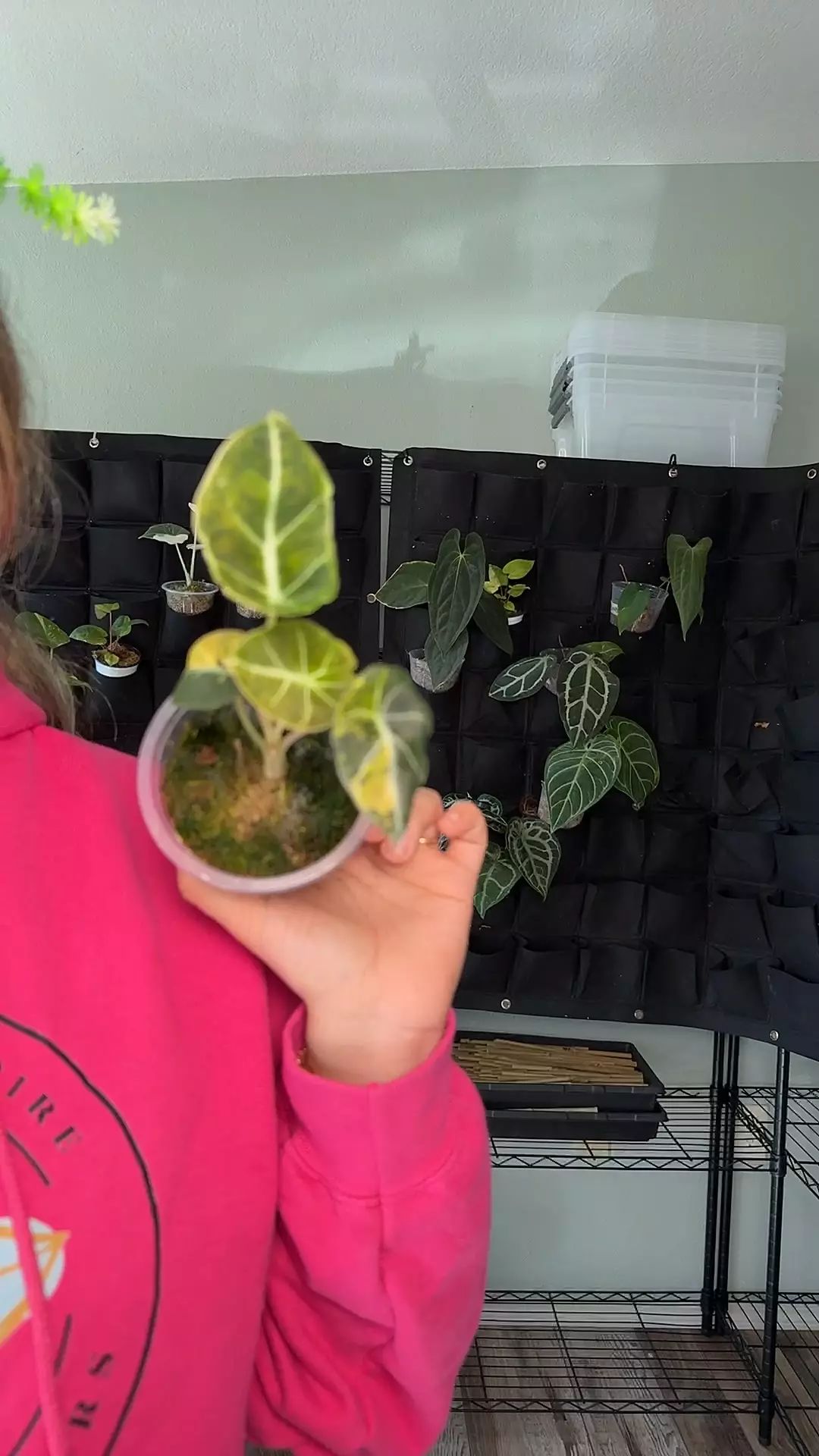 plant/Alocasia black velvet aurea 0646-0