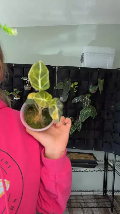 plant/Alocasia black velvet aurea 0646-0-thumbnail