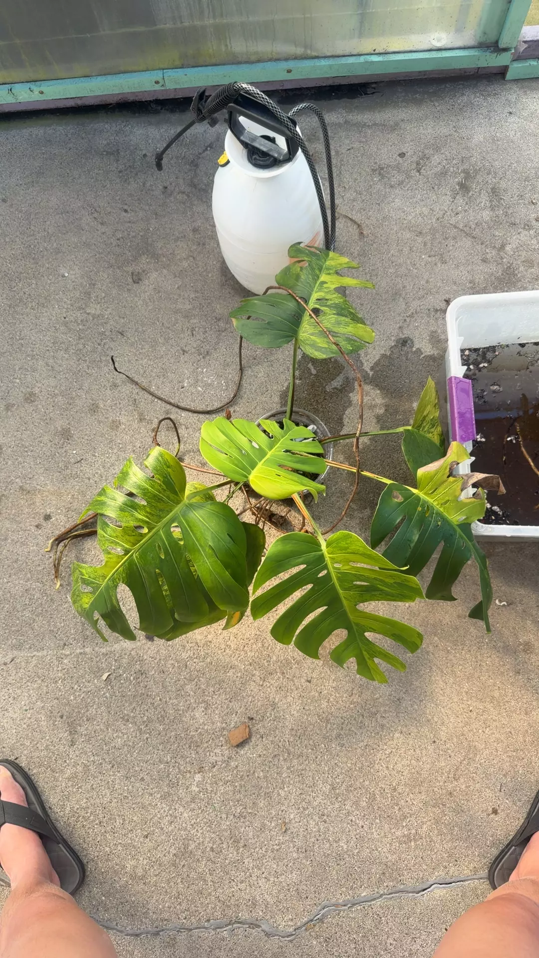 plant/monstera Green on Green small fork CUTTING-0