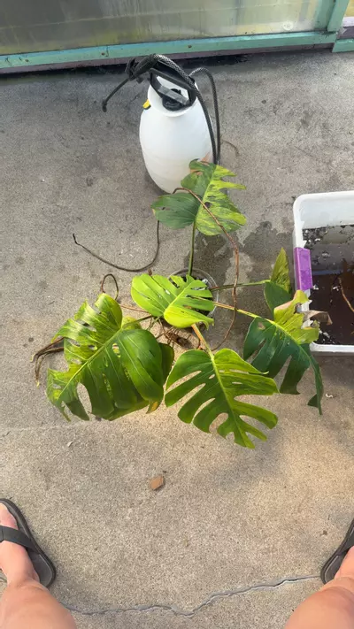 plant/monstera Green on Green small fork CUTTING-0-thumbnail