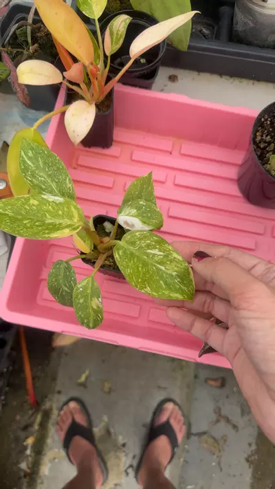 plant/white princess aurea-0-thumbnail