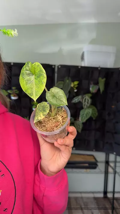 plant/Alocasia Melo aurea 0652-0-thumbnail