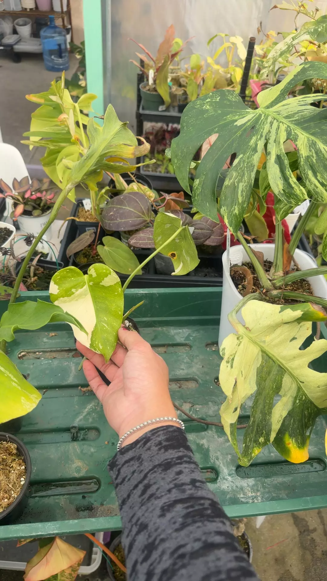 plant/monsters Medusa fully rooted clone-0