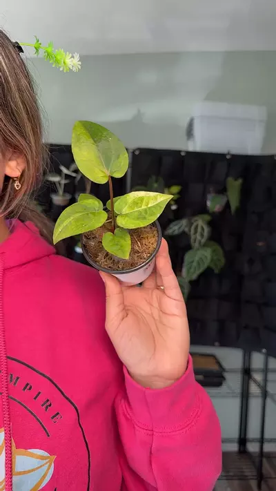 plant/1178 anthurium dark vein x Doc block RC-0-thumbnail