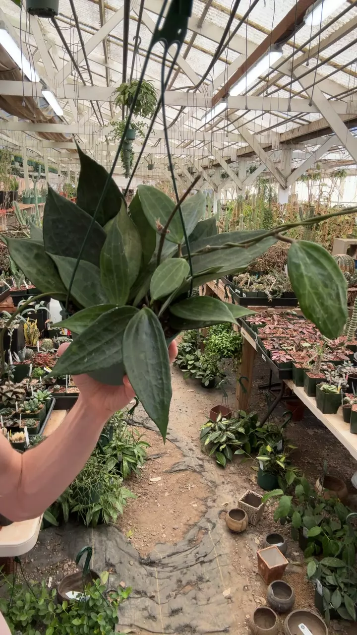 plant/H554 latifolia-0