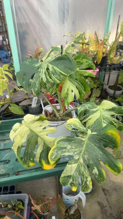 plant/monstera masterpiece CUTTING w rootzzz-0-thumbnail