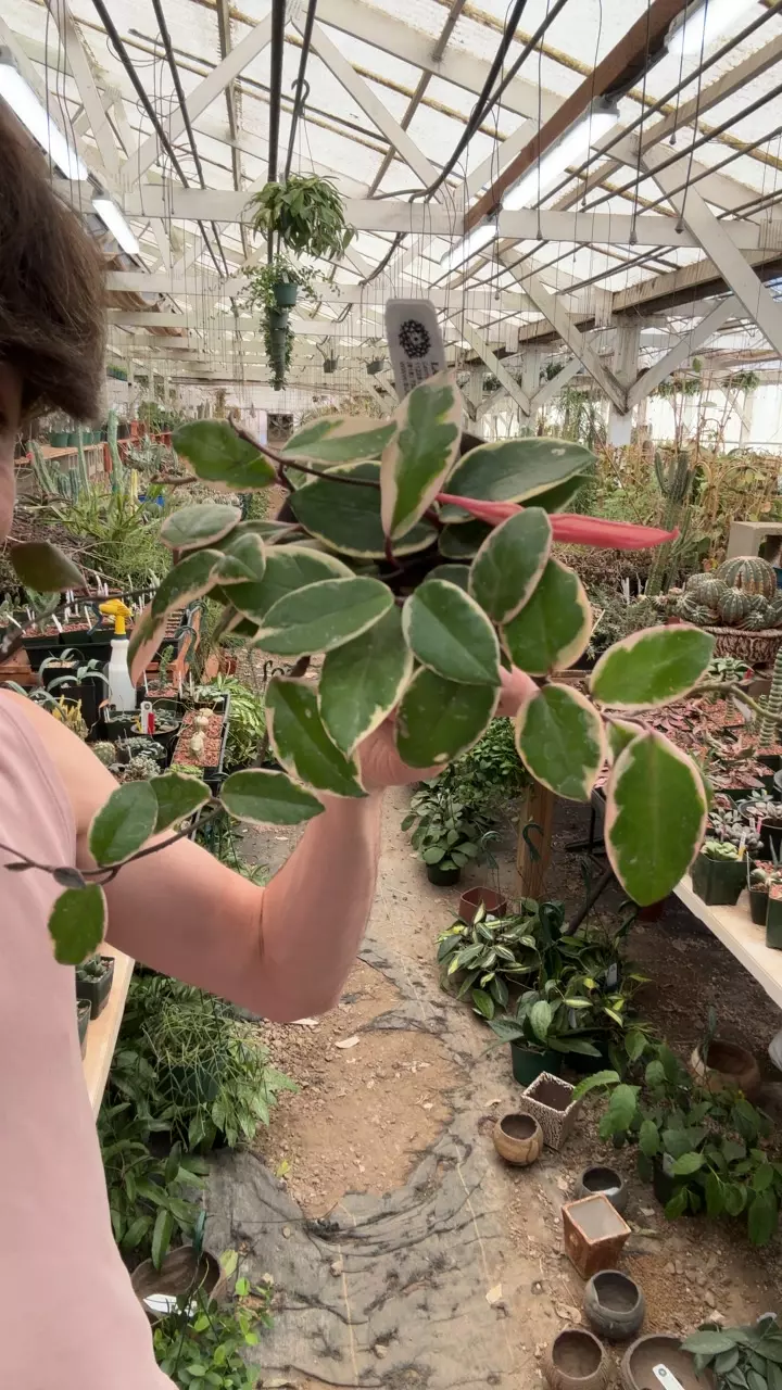 plant/H523 flamingo dream-0