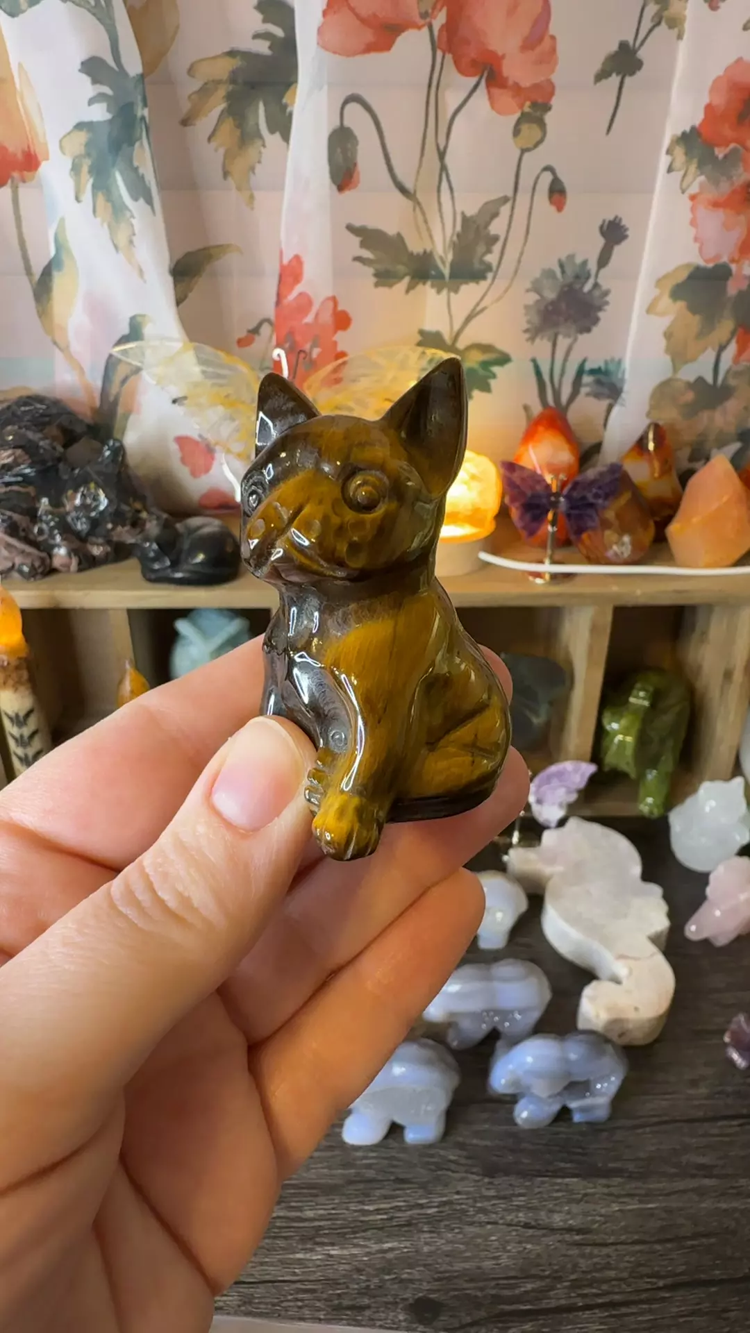 plant/$32 | Tigers Eye Frenchie-0