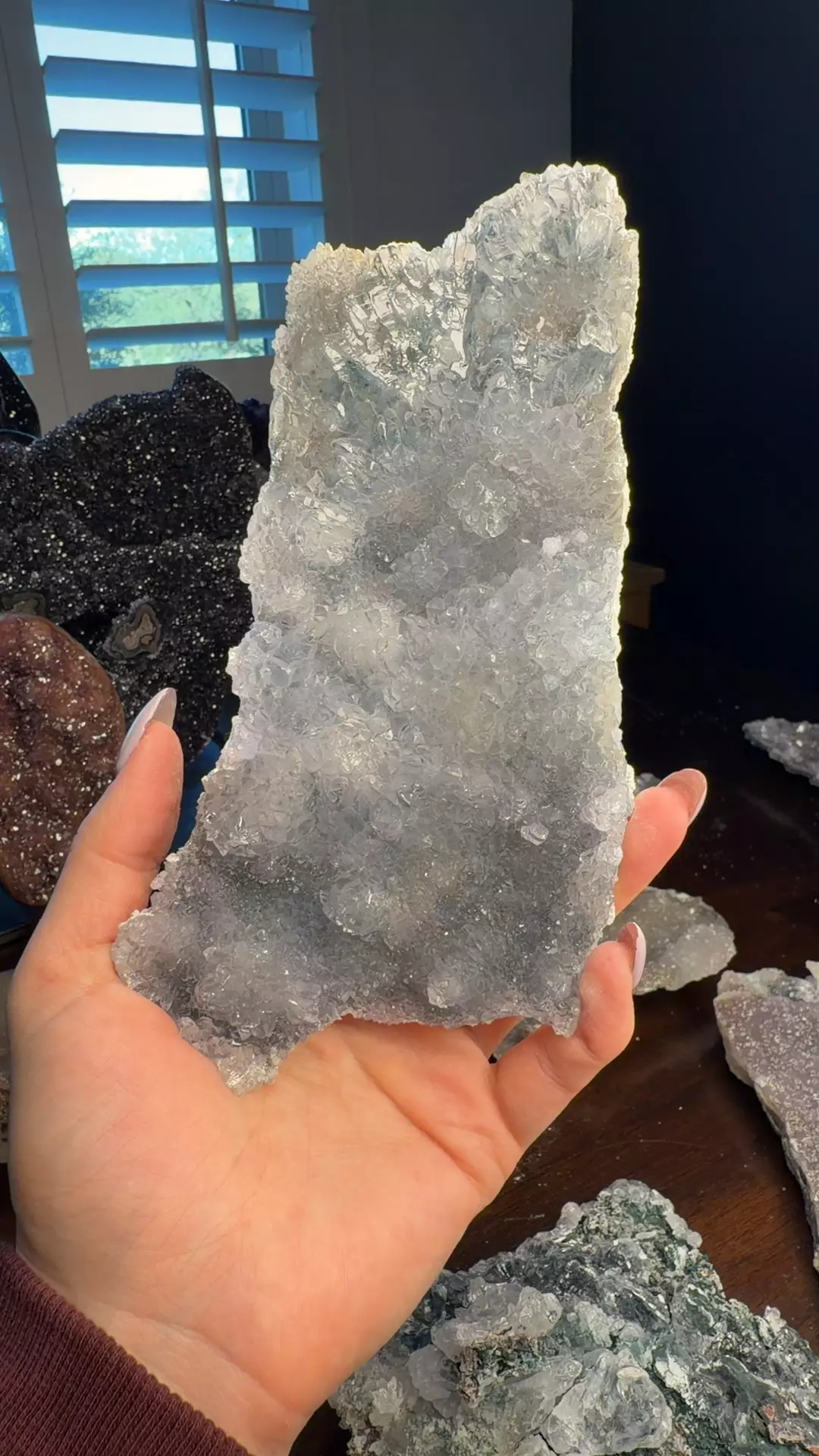 plant/blue flower amethyst 84-0