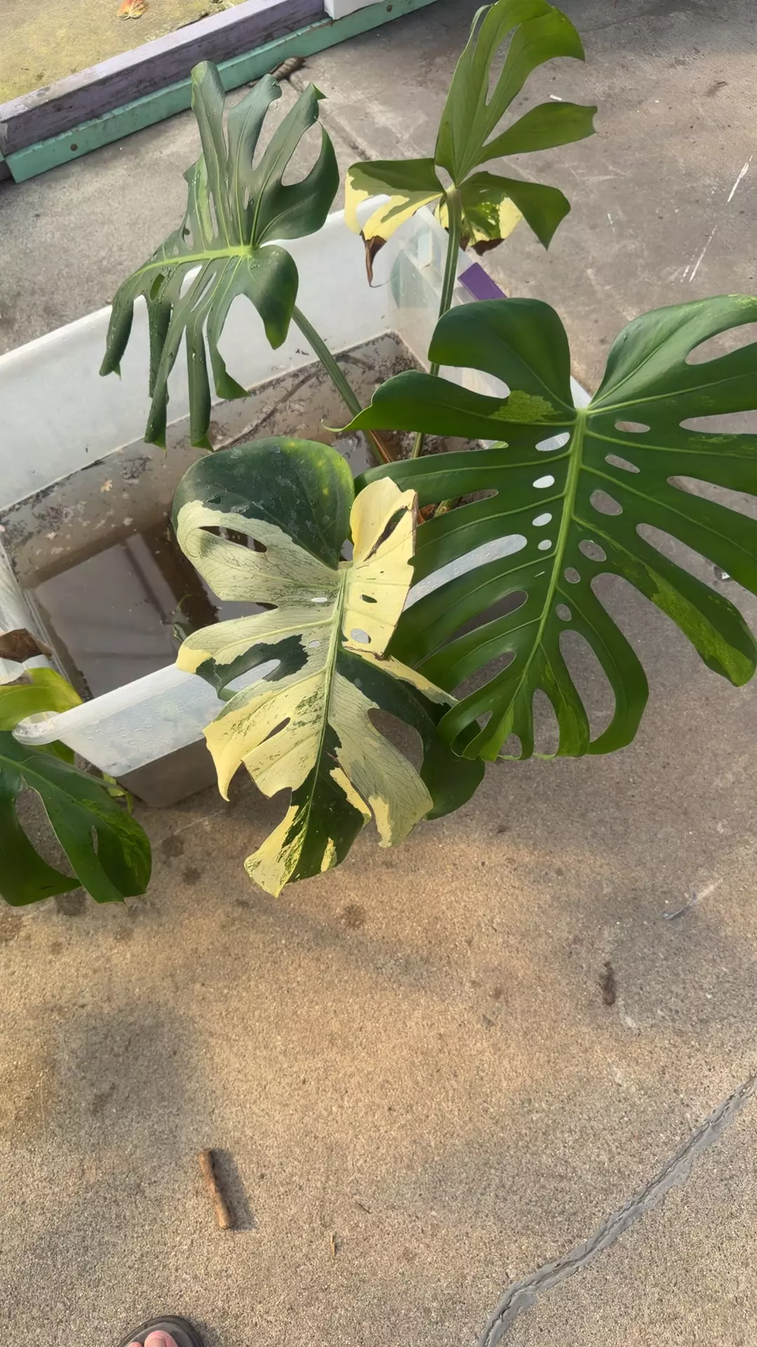 plant/monstera albo Large Form cutting-0