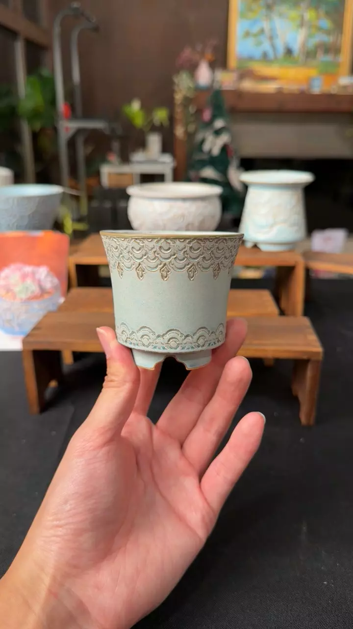 plant/2/1 Pot of the week 2-0