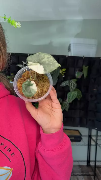 plant/Alocasia Melo 0679-0-thumbnail