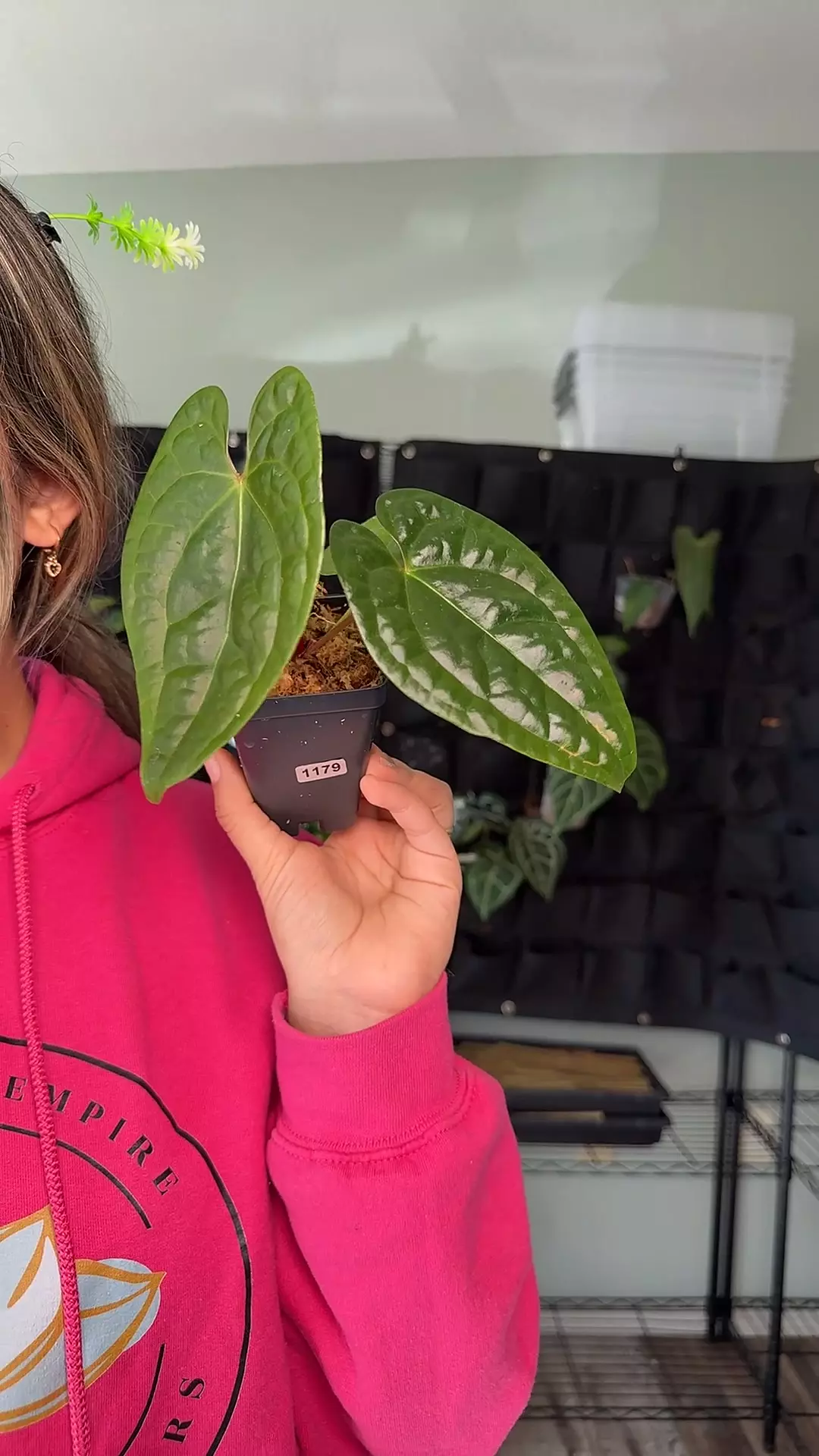 plant/1178 anthurium magnificum x luxurians-0