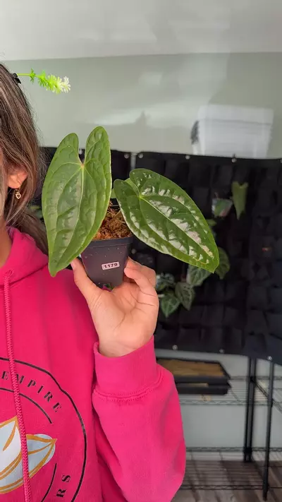 plant/1178 anthurium magnificum x luxurians-0-thumbnail