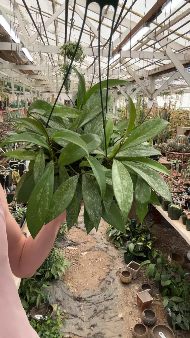 plant/H469 publicalyx splash-0