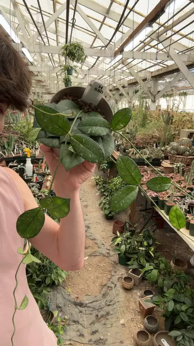 plant/H550 crassipetiolata-0-thumbnail