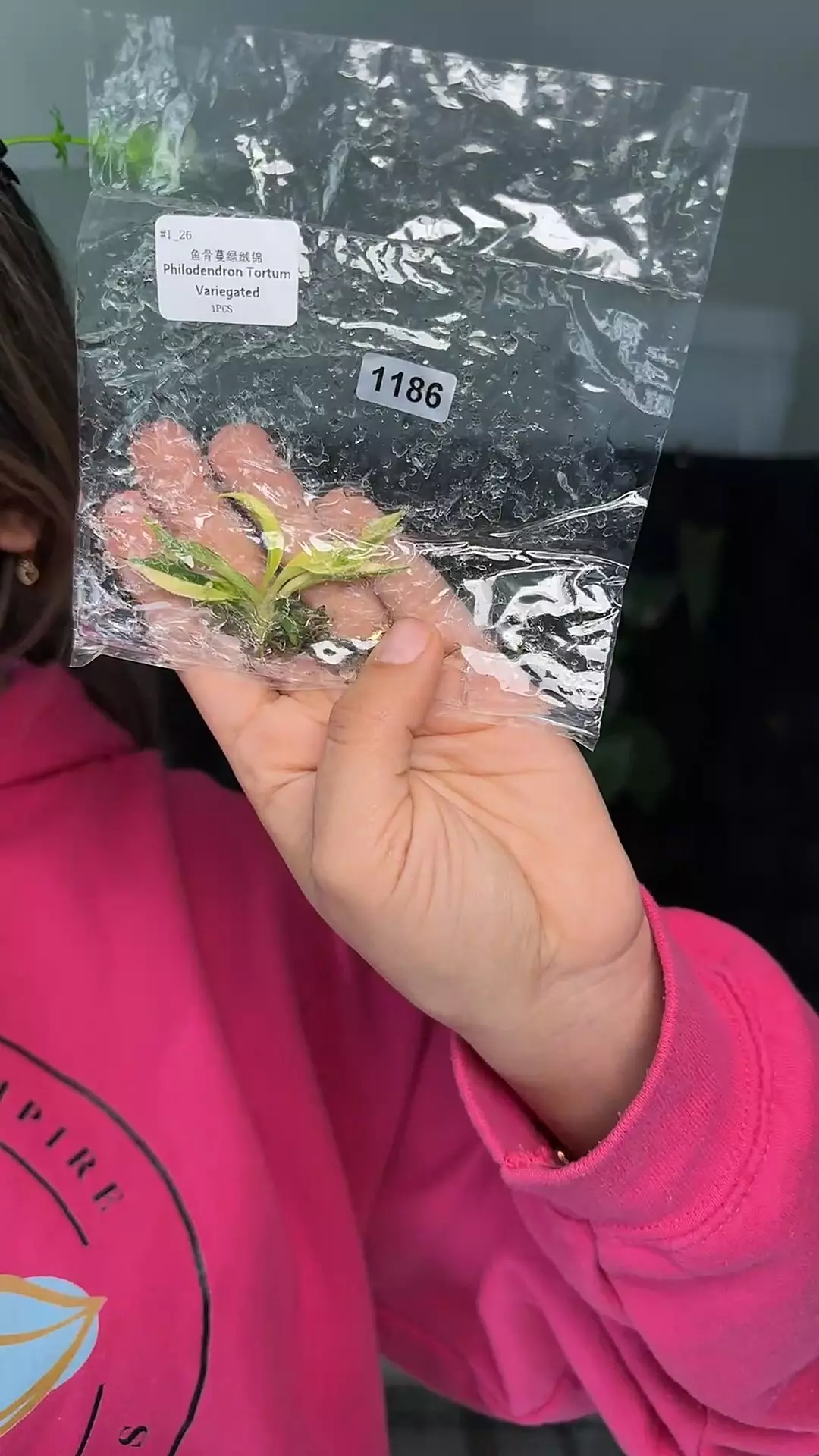 plant/1186 philodendron tortum-0