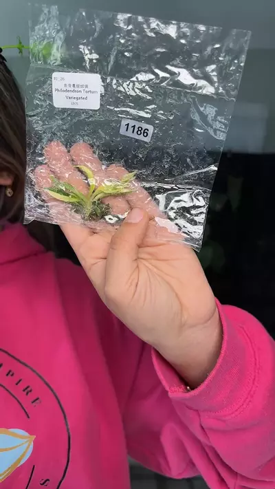 plant/1186 philodendron tortum-0-thumbnail