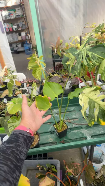 plant/monstera unniae fully rooted-0-thumbnail