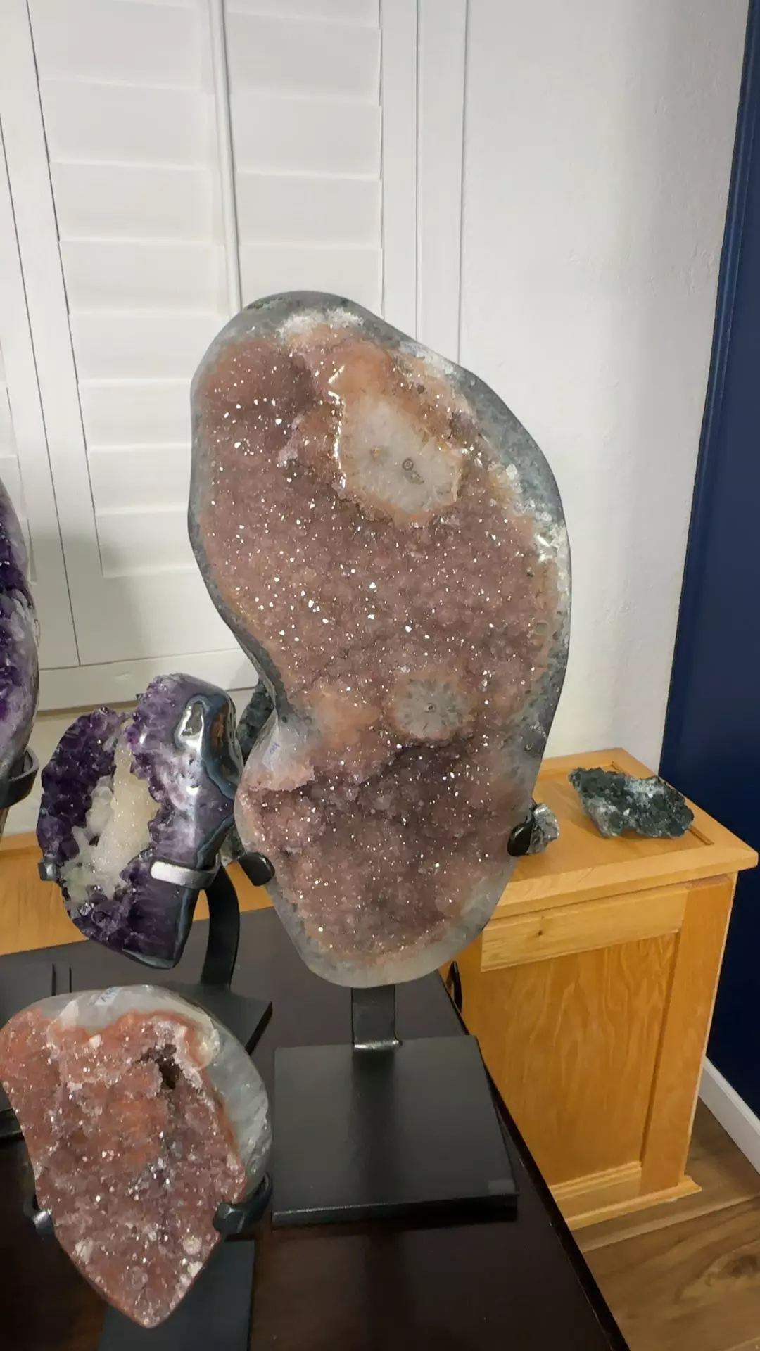 plant/Uruguay  amethyst pink statement-0