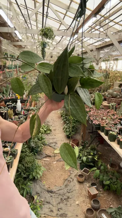 plant/H529 latifolia-0-thumbnail