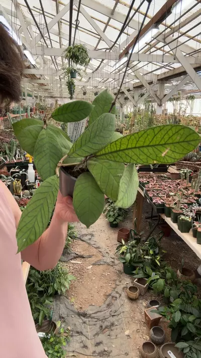 plant/H548 sabah-0-thumbnail