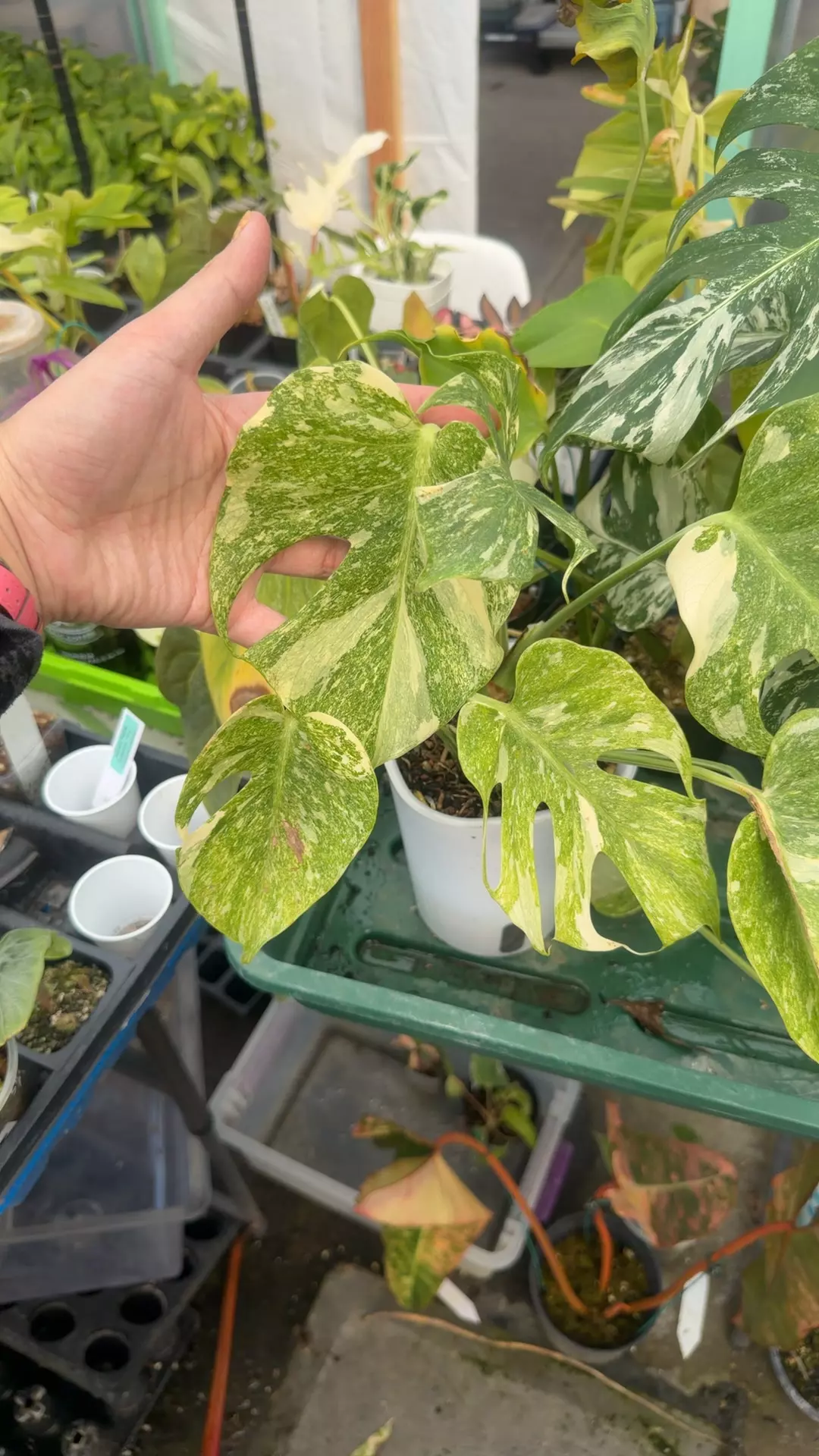 plant/monstera white snow full trooper top-0